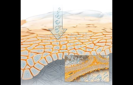 Ilustração gráfica da estrutura da pele.