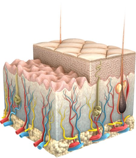 Ilustração gráfica da pele e suas camadas.